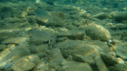 Salema or dreamfish, salema porgy, goldline, cow bream (Sarpa salpa) undersea, Aegean Sea, Greece, Halkidiki