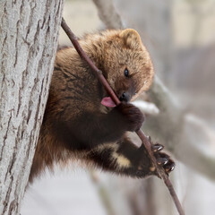 Fisher animal licking tree branch sap in a tree