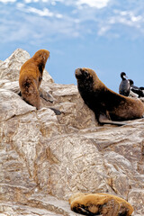 Seals and sea lions, Beagle Channel - Argentina