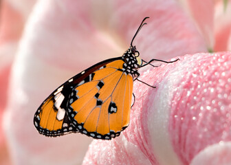 Plain Tiger monarch butterfly standing on pink flower covered in dew drops