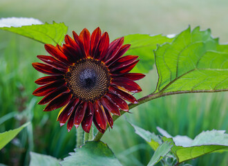 Deep red chianti sunflower. A dramatic Wine-red hybrid sunflower with velvet petals flecked with...