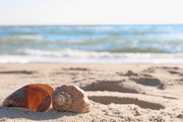 Fototapeta na wymiar Blurred background of the sea, two shells on the sand on the seashore