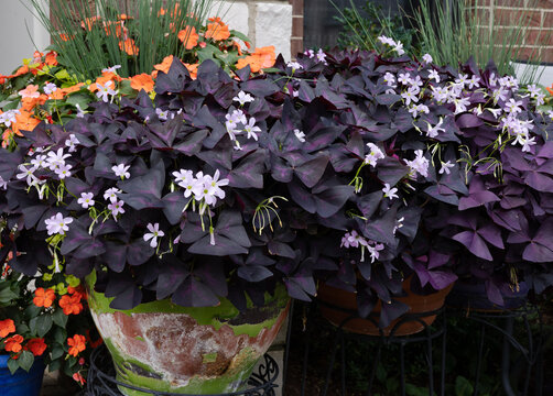 Purple triangular oxalis, dark shamrocks are a perfect dark foliage centerpiece for a front patio gardenscape. 