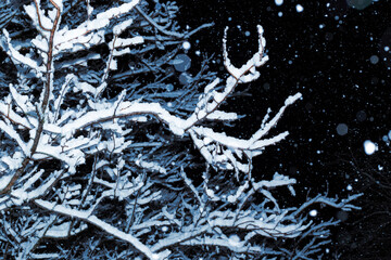 The branches of the tree are covered with white snow.Night snowfall in the forest.