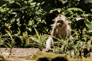 Monkey scratching its nose, Bali, Indonesia