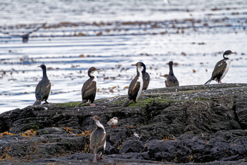 Cormorants on an island in the Beagle Channel, Ushuaia, Tierra del Fuego, Argentina, South America
