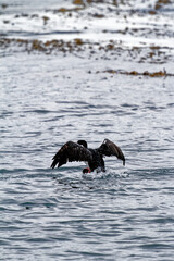 Cormorant flying in the Beagle Channel - Ushuaia