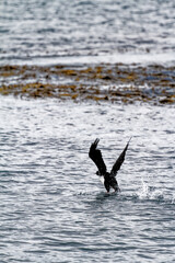 Cormorant flying in the Beagle Channel - Ushuaia
