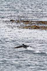 Fototapeta premium Cormorant flying in the Beagle Channel - Ushuaia