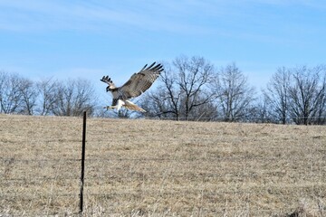 Hawk Landing on a Fence Post
