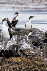 Cormorants on an island in the Beagle Channel, Ushuaia, Tierra del Fuego, Argentina, South America