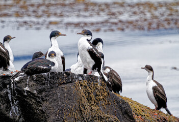 Cormorants on an island in the Beagle Channel, Ushuaia, Tierra del Fuego, Argentina, South America