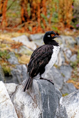 Obraz premium A King or blue-eyed cormorant in Beagle Channel