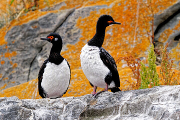 Cormorants on an island in the Beagle Channel, Ushuaia, Tierra del Fuego, Argentina, South America