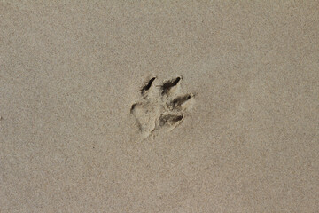pegada de cachorro na areia da praia, cachorro na praia, marca de cachorro na areia, um cachorro passou aqui