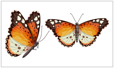 Colorful butterfly urticaria,admiral.Cartoon vector graphic.