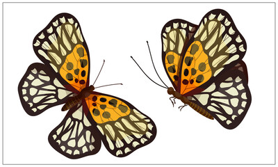 Colorful butterfly urticaria,admiral.Cartoon vector graphic.