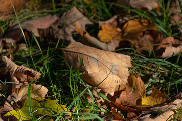 leaf, landscape, autumn, grass, autumn light
