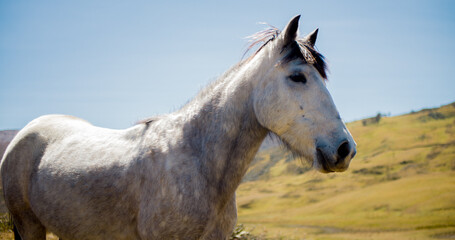 Obraz na płótnie Canvas Hermoso caballo español en el campo en El Cocuy