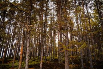 Scenic Autumnal Forest 