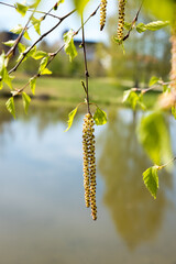 closeup of a flowering birch, blurry background