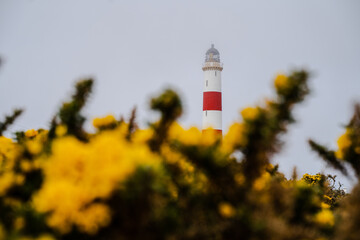 Lighthouse surrounded by Gorse Flowers
