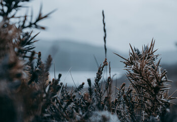 Wheat in a Scottish Landscape