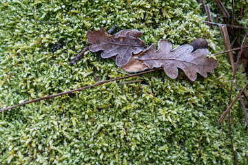 Naturschutzgebiet Mönchbruch im Winter