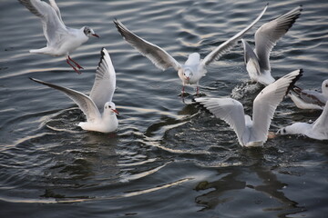 A seagull, as birds gather in a lake in Turkey Istanbul. There are many species of this bird, numbering more than 46, that differ among themselves in their shapes, colors and behaviors. 