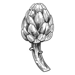 Vector sketch of the artichoke on a white background