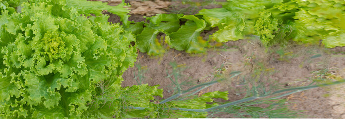Background, banner with lettuce bushes growing in the garden. Healthy, organic nutrition concept. 