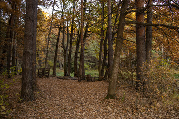 Obraz premium Bright fall foliage on trees in yellow, red, orange and green colors. The rays of the setting sun illuminate the forest. Clean nature, ecology, seasons, environmental protection.