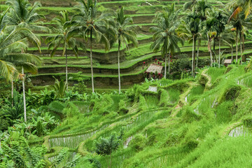 Unearthly landscape of paddy fields of Ubud, Bali, Indonesia