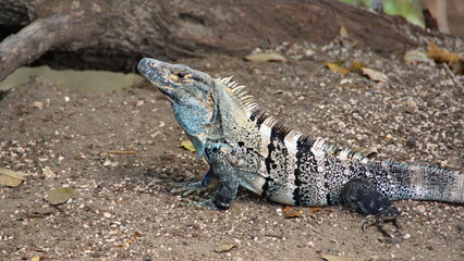 Iguana in Tamarindo, Costa Rica