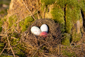 Nest mit Eiern im Wald