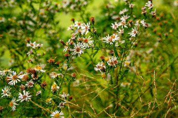 flowers in the forest