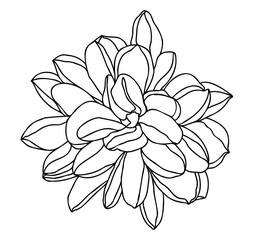 Dahlia hand drawn outline flower for logo or design