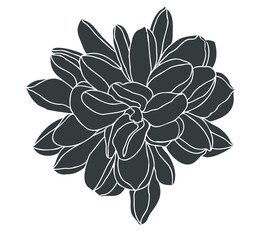 illustration of a flower , dahlia flowr head for design
