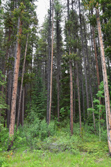 Lodgepole Pine Forest