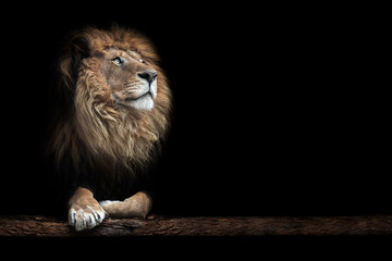Naklejka na ściany i meble Portrait of a beautiful lion and copy space. Lion in dark 