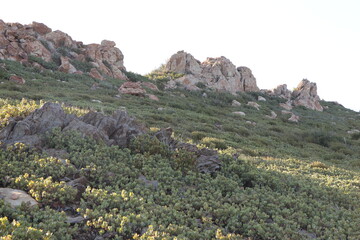wildflowers in the mountains