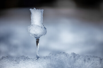 Fototapeta na wymiar Flavored Grappa (Schnapps) glass filled with snow in Cortina d'Ampezzo, Dolomites, Italy