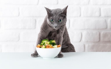 Russian blue cat eats broccoli. Vegetarian cat, diet.