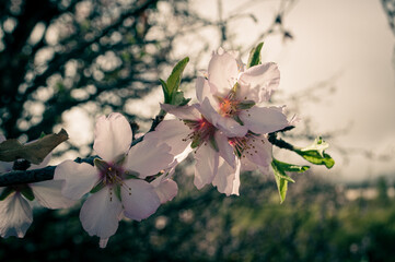 almond blossoms take on color in the sun