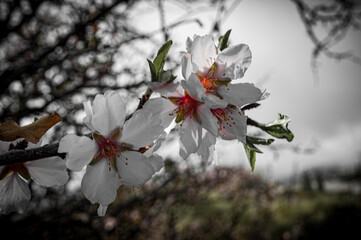 almond blossoms take on color in the sun