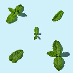 Mint on blue pastel background