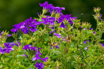 flowers in the field