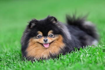 Obraz premium Happy pomeranian spitz dog of black sable color is lying down on green grass at nature and smiling.