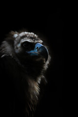 portait of vulture