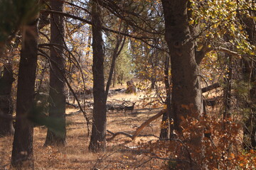 autumn in the forest